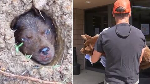 La perrita Lulu y el hombre que la rescat&oacute;