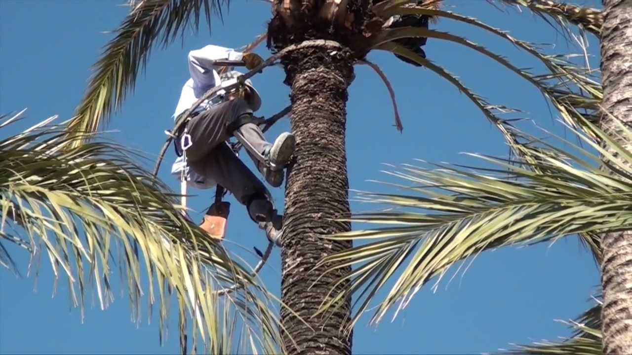 "Nos planteamos cambiar la fecha del concurso de trepa de palmera" "Nos planteamos cambiar la fecha del concurso de trepa de palmera"