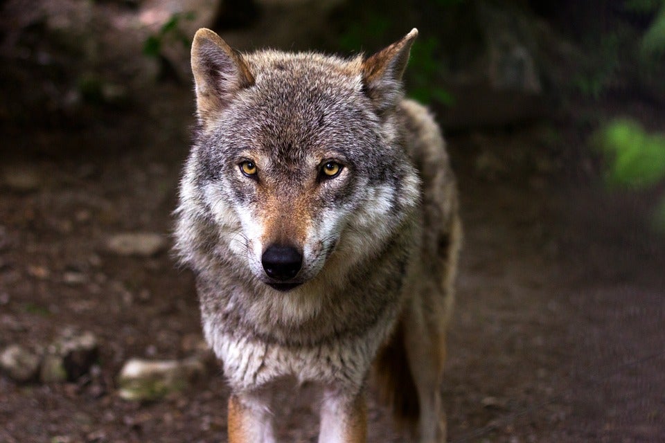 Ecologistas instan a la Junta de Extremadura a poner en marcha un plan para la recuperación del lobo en la región Ecologistas instan a la Junta de Extremadura a poner en marcha un plan para la recuperación del lobo en la región