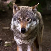 Imagen de archivo de un lobo ibérico Imagen de archivo de un lobo ibérico