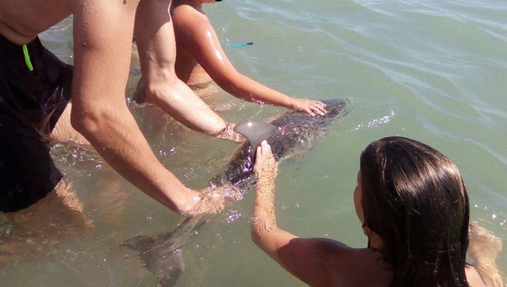 Bañistas fotografiándose con el delfín varado en Mojácar 