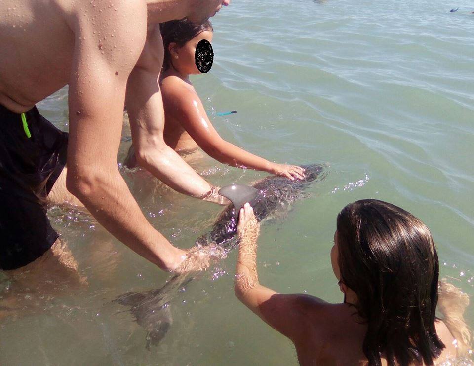 Muere una cría de delfín tras ser acosada por los bañistas en una playa de Mojácar Muere una cría de delfín tras ser acosada por los bañistas en una playa de Mojácar