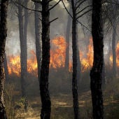 Incendio en Cartaya, Huelva