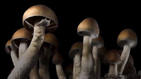 Científicos descubren la fórmula de las ‘setas mágicas’ o ‘setas alucinógenas’ Científicos descubren la fórmula de las ‘setas mágicas’ o ‘setas alucinógenas’