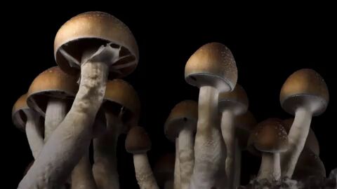Cient&iacute;ficos descubren la f&oacute;rmula de las &lsquo;setas m&aacute;gicas&rsquo; o &lsquo;setas alucin&oacute;genas&rsquo;