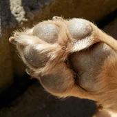 Pata de perro, imagen de archivo Pata de perro, imagen de archivo