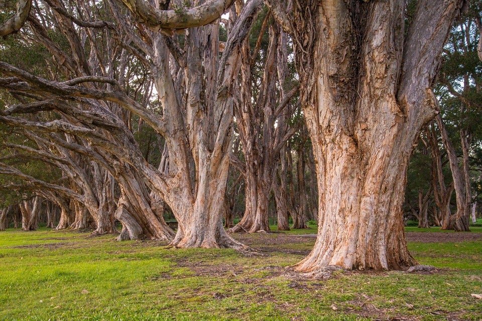 Mesa de redacción: El árbol de la Gürtel, que costó 144.000 euros, ha sido talado Mesa de redacción: El árbol de la Gürtel, que costó 144.000 euros, ha sido talado