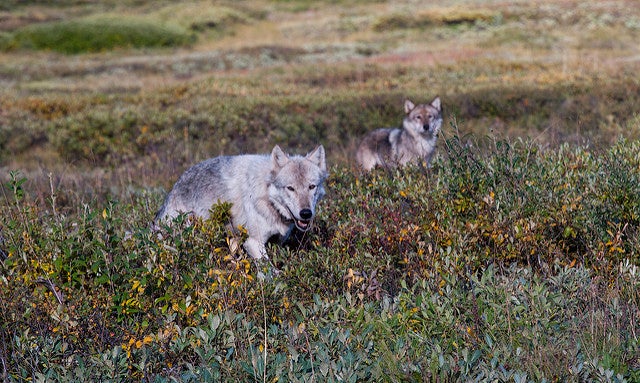 El Partido Popular denuncia que el alcalde de Piloña vota en contra de sacar al lobo del Lespre El Partido Popular denuncia que el alcalde de Piloña vota en contra de sacar al lobo del Lespre