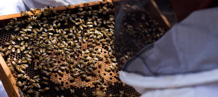 Panal de abejas Panal de abejas