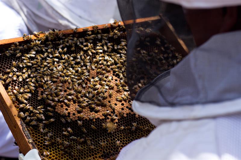 La UE da luz verde a restringir el uso de pesticidas dañinos para las abejas La UE da luz verde a restringir el uso de pesticidas dañinos para las abejas