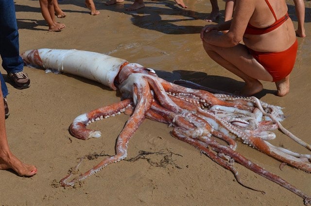 Bañistas de la playa de Llanes (Asturias) hallan muerto un calamar gigante de cinco metros Bañistas de la playa de Llanes (Asturias) hallan muerto un calamar gigante de cinco metros