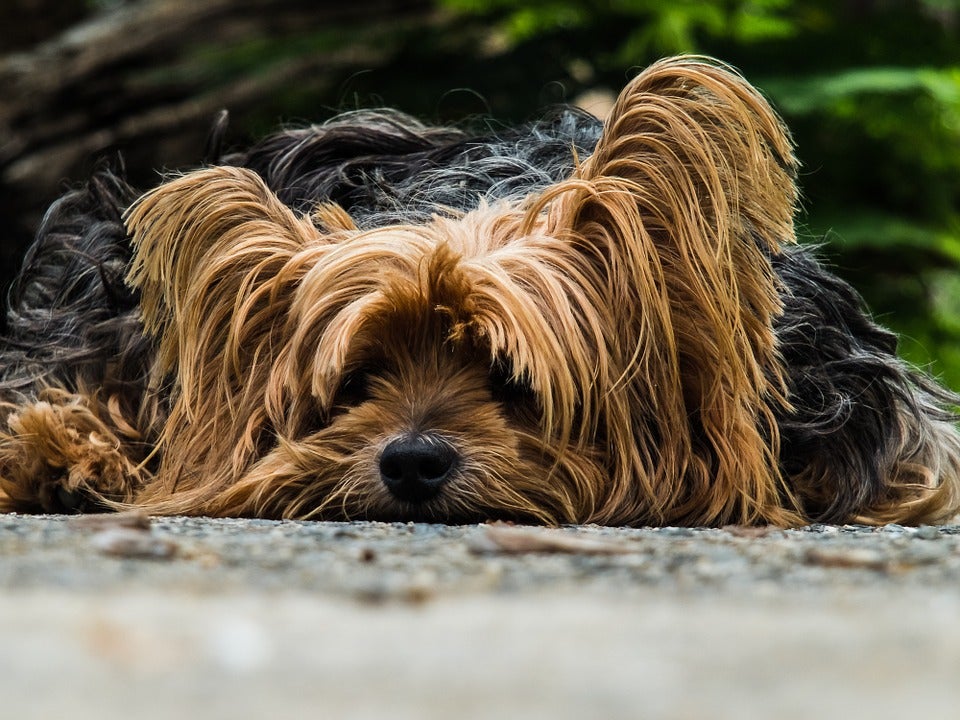 Fermín Pérez, de la protectora Scooby: "Nosostros no vamos a sacrificar un animal sano que pueda darse en adopción" Fermín Pérez, de la protectora Scooby: "Nosostros no vamos a sacrificar un animal sano que pueda darse en adopción"