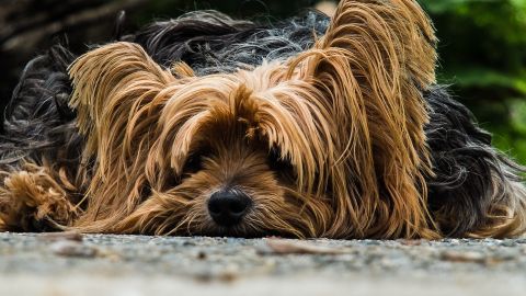 'Adopta un Perro', el comparador para adoptar animales en Espa&ntilde;a