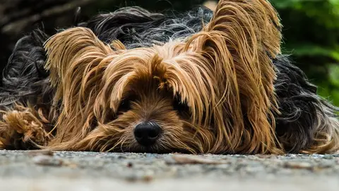 'Adopta un Perro', el comparador para adoptar animales en España 'Adopta un Perro', el comparador para adoptar animales en España