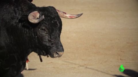 'Tauromaquia', el documental de Pacma donde representa una corrida de la forma m&aacute;s cruda posible 