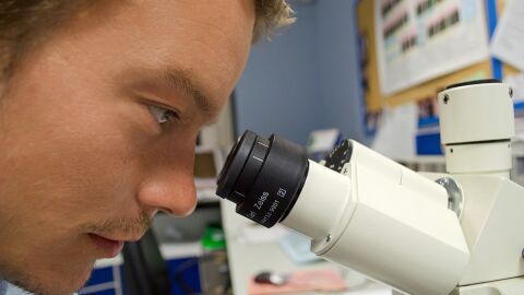 Cient&iacute;ficos lusos investigan el autismo con minicerebros