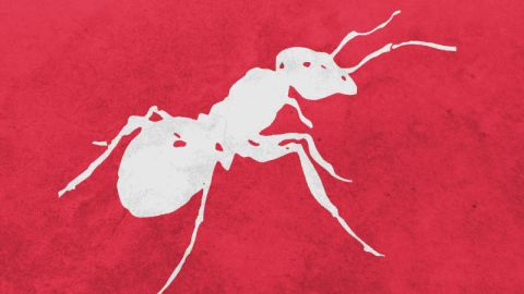 Campa&ntilde;a de VisitElche 'Hormigas ilicitanas'