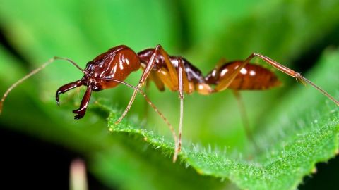 Hormiga