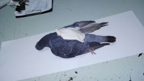 La 'narcopaloma' de la prisi&oacute;n de La Pampa