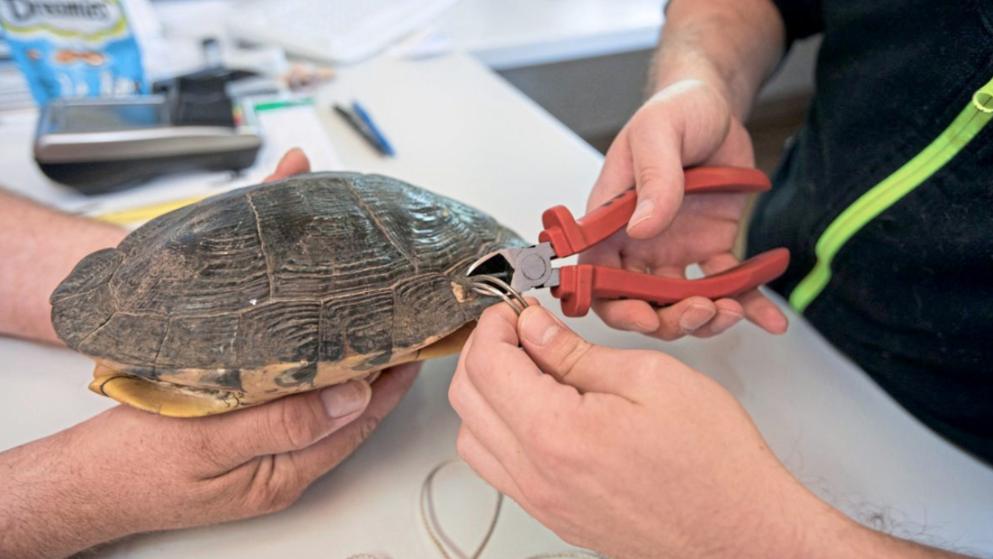 Taladran el caparazón de su tortuga y la atan al jardín para irse de vacaciones en Dortmund Taladran el caparazón de su tortuga y la atan al jardín para irse de vacaciones en Dortmund