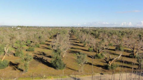 Plantaci&oacute;n de olivos