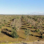 Plantación de olivos afectada por la bacteria Xileya fastidiosa Plantación de olivos afectada por la bacteria Xileya fastidiosa