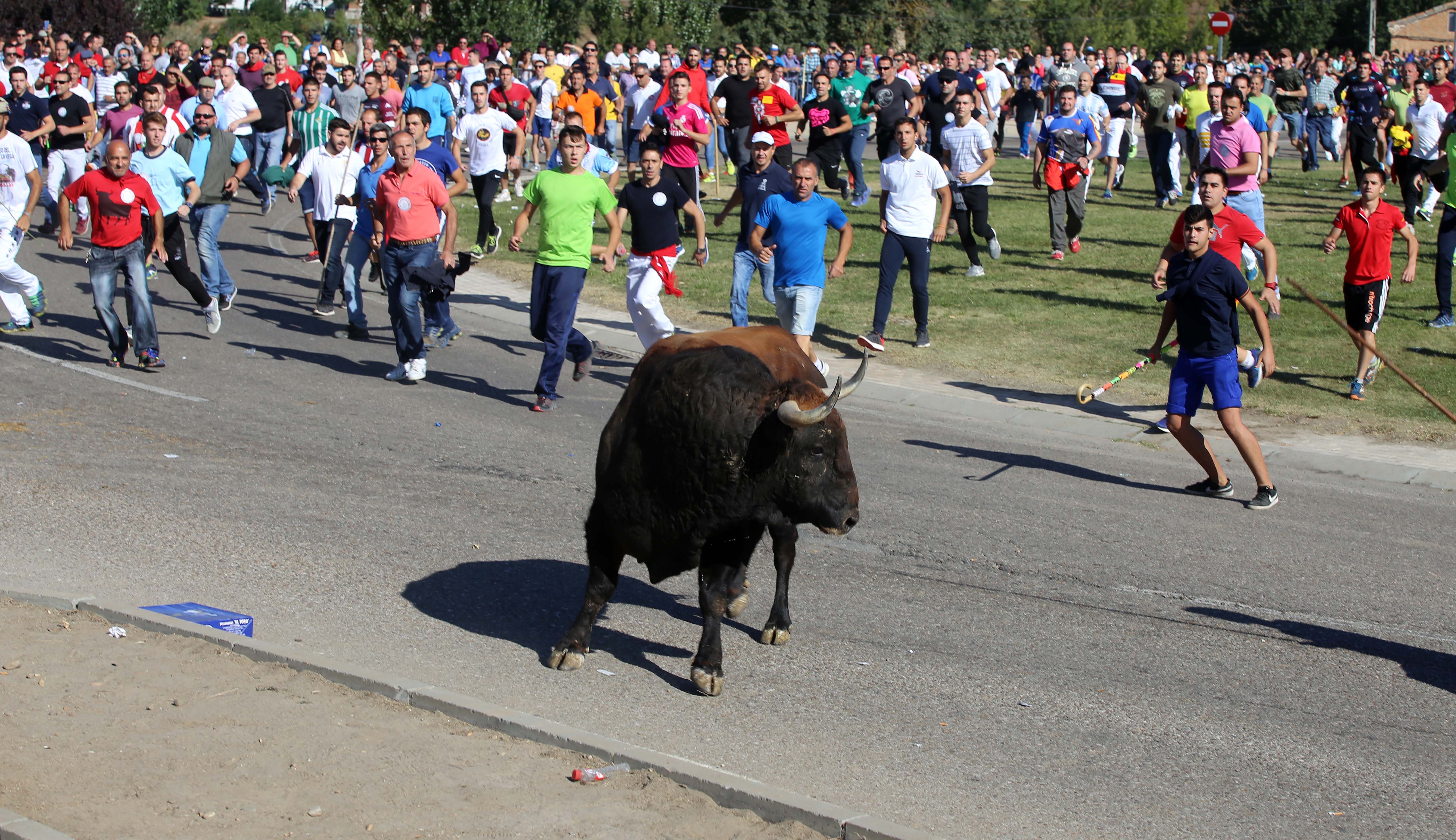 Mesa de redacción: hoy ha vuelto el Toro de la Vega a Tordesillas Mesa de redacción: hoy ha vuelto el Toro de la Vega a Tordesillas