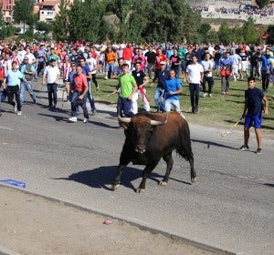 Encierro del Toro de la Vega Encierro del Toro de la Vega