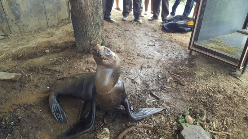 Muere un lobo marino al que encontraron atado a un árbol en Ecuador Muere un lobo marino al que encontraron atado a un árbol en Ecuador