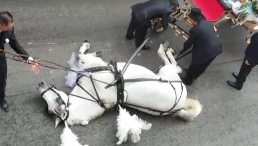 Imagen del caballo que se desplomó por agotamiento en Sicilia