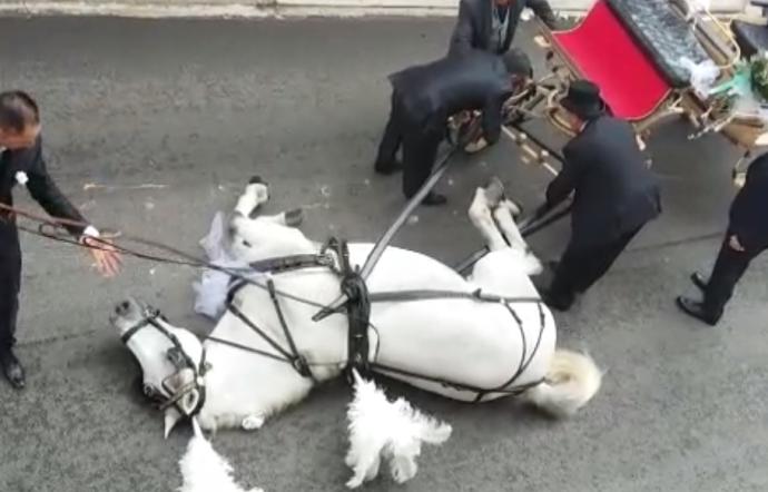 Un caballo se desploma por agotamiento cuando tiraba de un carruaje en Sicilia Un caballo se desploma por agotamiento cuando tiraba de un carruaje en Sicilia
