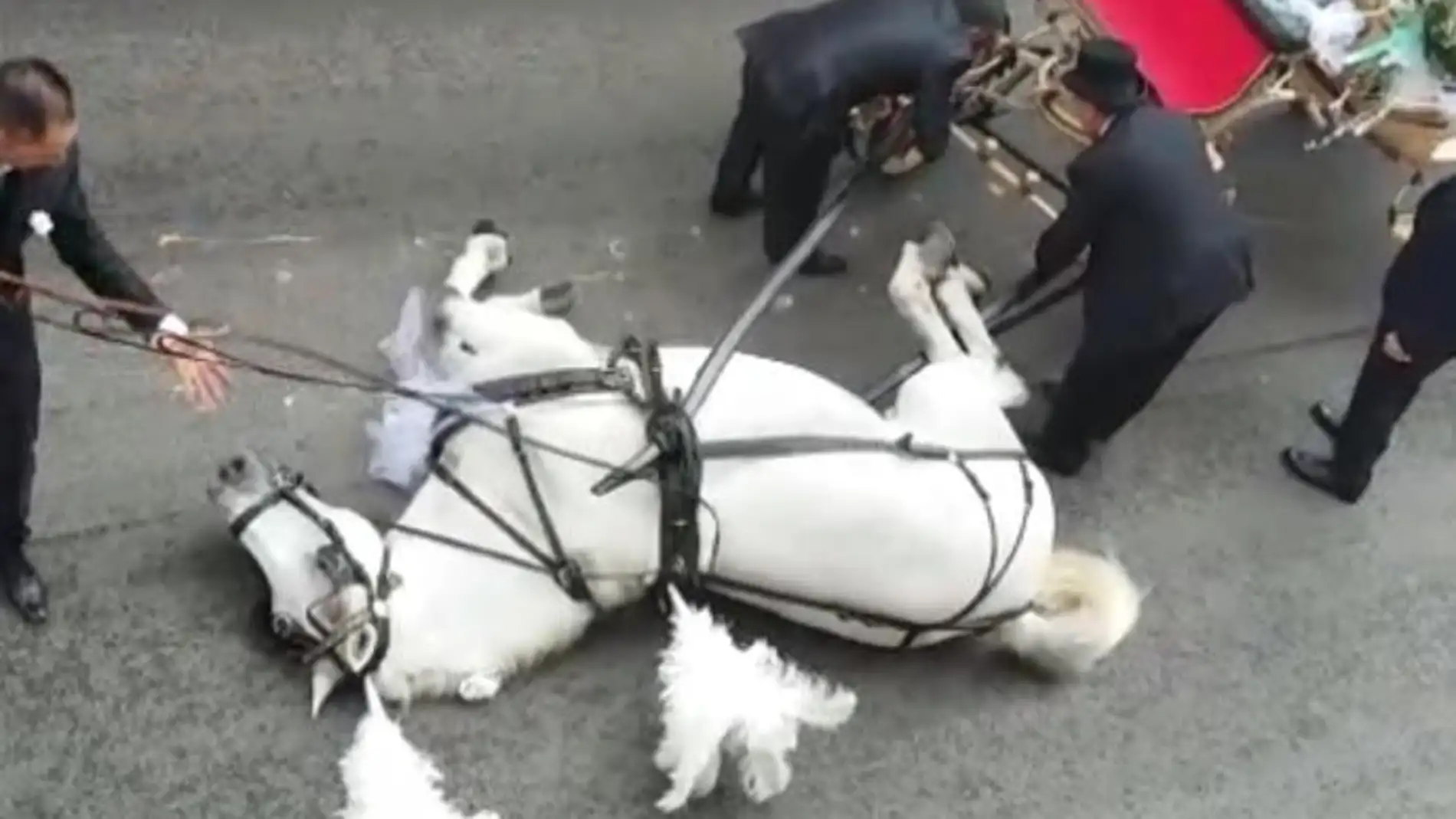Imagen del caballo que se desplomó por agotamiento en Sicilia