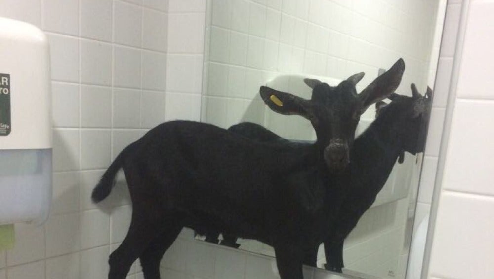La cabra subida en un lavabo del hopital