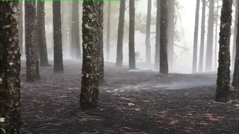 Bajo control el incendio de Gran Canaria Bajo control el incendio de Gran Canaria