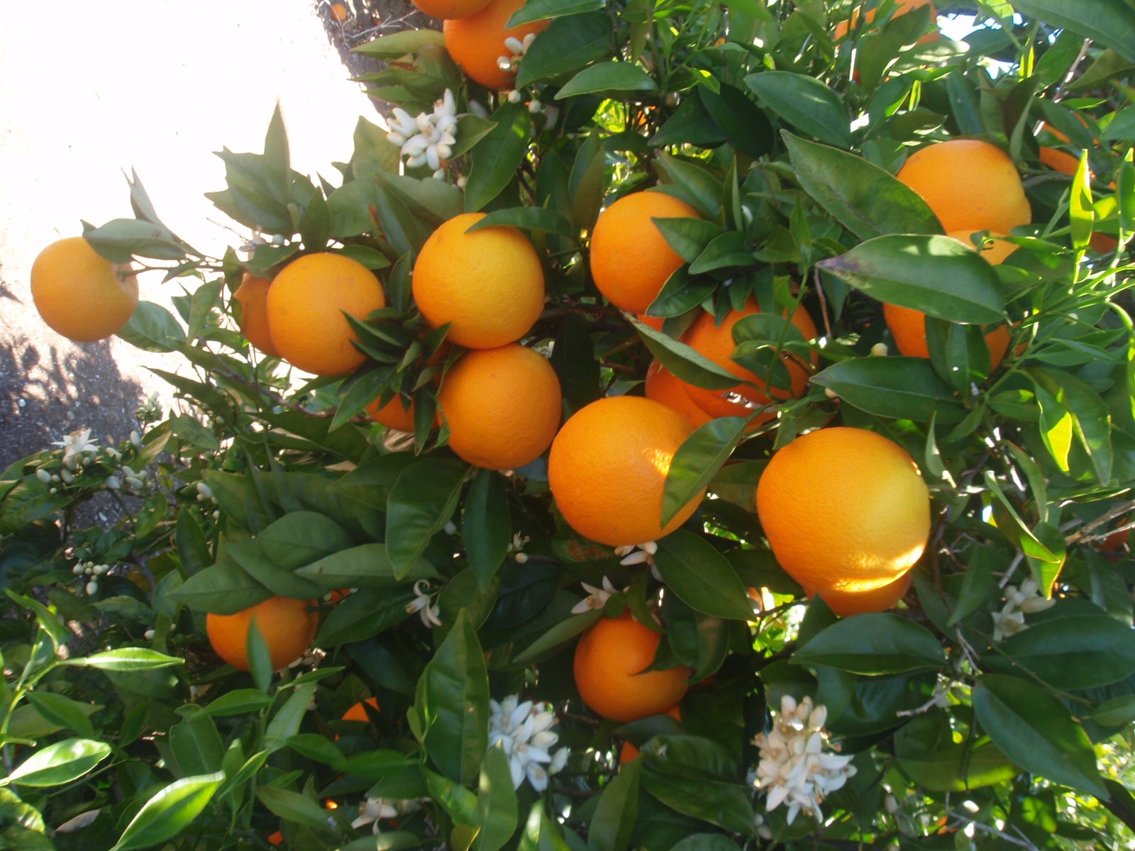 Los incendios de este verano pasan factura a la producción de naranja en Castellón Los incendios de este verano pasan factura a la producción de naranja en Castellón