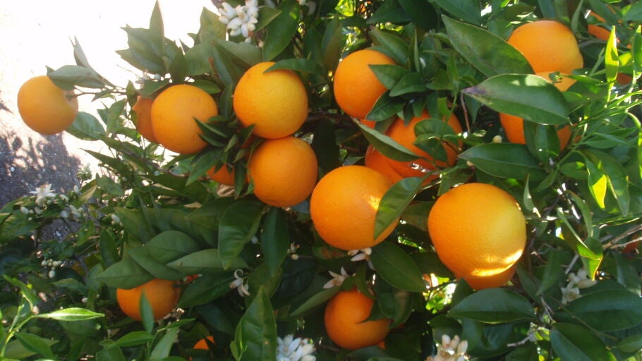 Huerta de naranjos