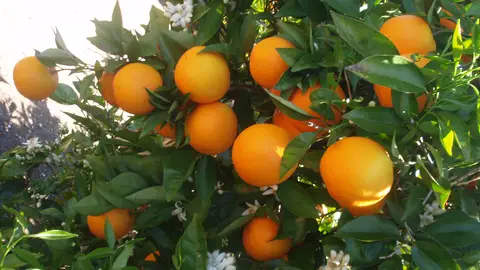 Imagen de archivo: huerta de naranjos. Huerta de naranjos