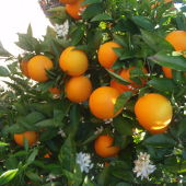 Imagen de archivo: huerta de naranjos.