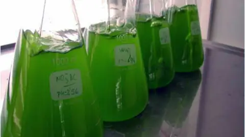 Microalgas en laboratorio ONDA CERO ALMERIA