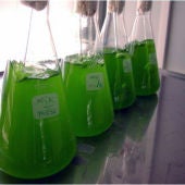 Microalgas en laboratorio 