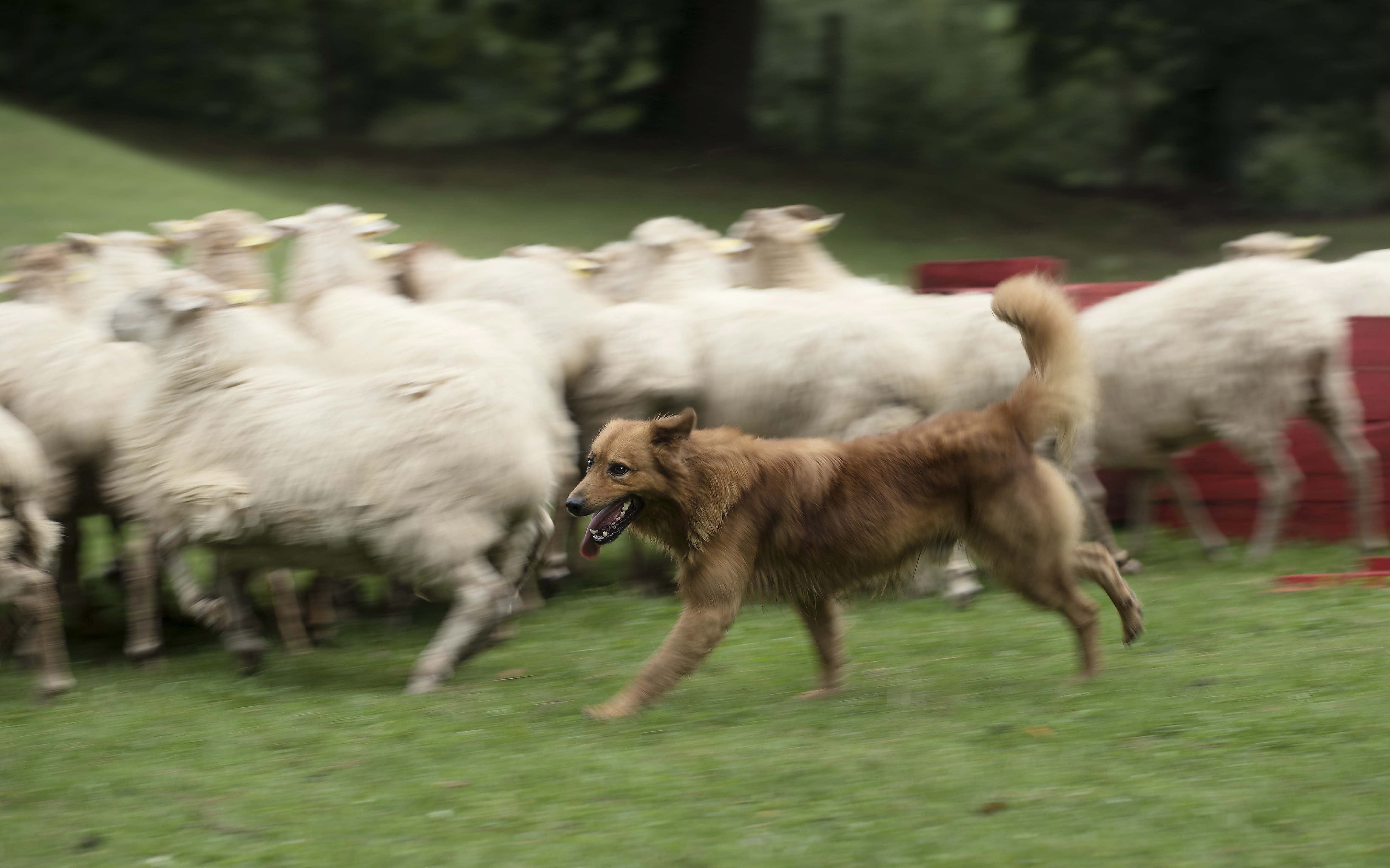Un perro casi ciego cuida un rebaño de 210 ovejas y cabras en Vizcaya Un perro casi ciego cuida un rebaño de 210 ovejas y cabras en Vizcaya