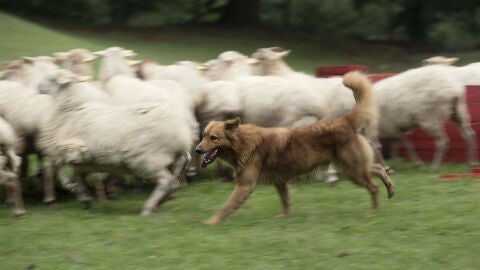 Kit guiando a un reba&ntilde;o de 210 ovejas y cabras en Vizcaya