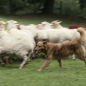 Kit guiando a un rebaño de 210 ovejas y cabras en Vizcaya