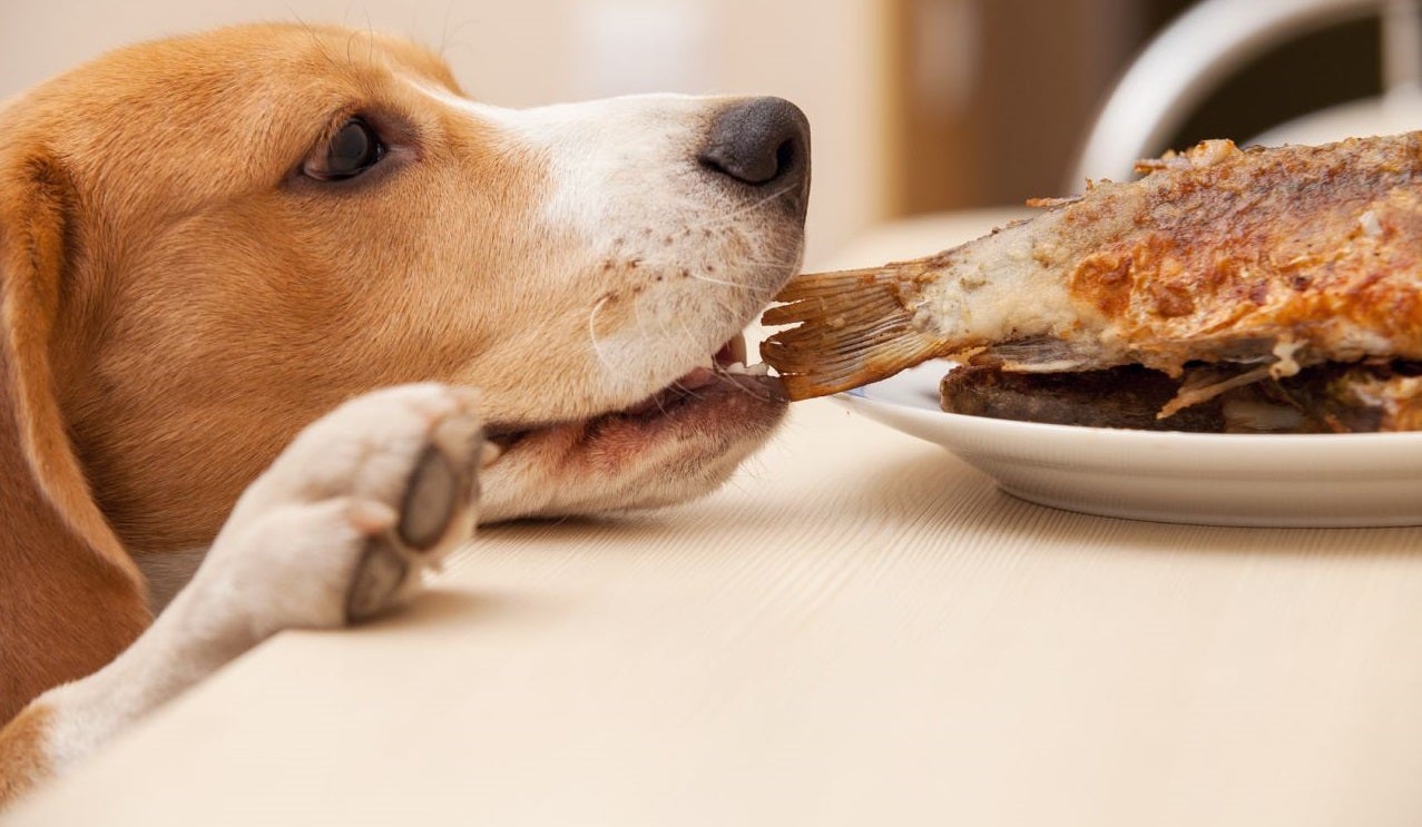 Un restaurante de Madrid ofrece un 'menú' para perros Un restaurante de Madrid ofrece un 'menú' para perros