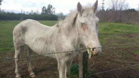 'Amparada', la yegua maltratada en Argentina