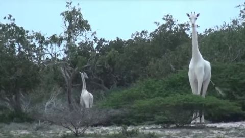 Las llamadas 'jirafas albinas' avistadas en Kenia