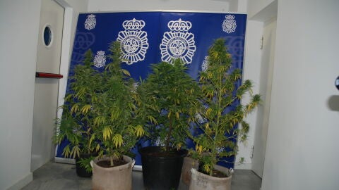 Plantas de Marihuana incautadas por Policia Nacional