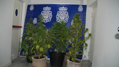 Plantas de Marihuana incautadas por Policia Nacional Plantas de Marihuana incautadas por Policia Nacional