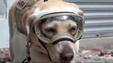 Frida, la perra rescatista que se ha convertido en la hero&iacute;na de M&eacute;xico tras el terremoto