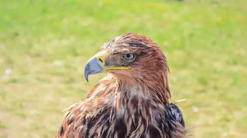 Águila Real Águila Real